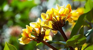 yellow-frangipani-flower