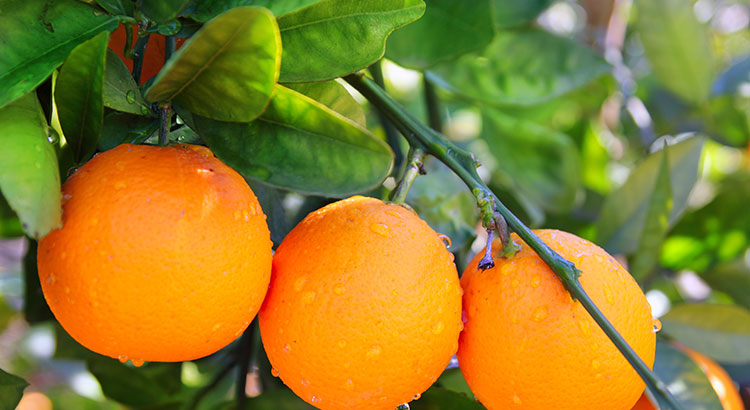 oranges-on-an-orange-tree
